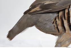 Photo Textures of Animal Skin